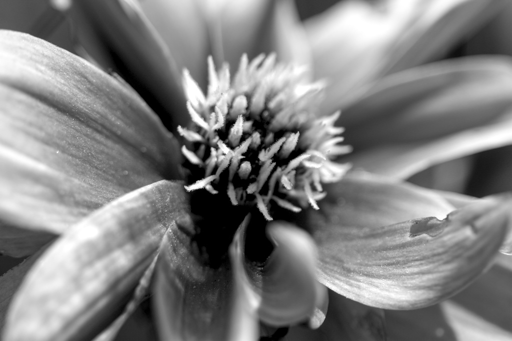 Dahlia