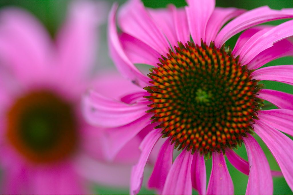 Echinacea