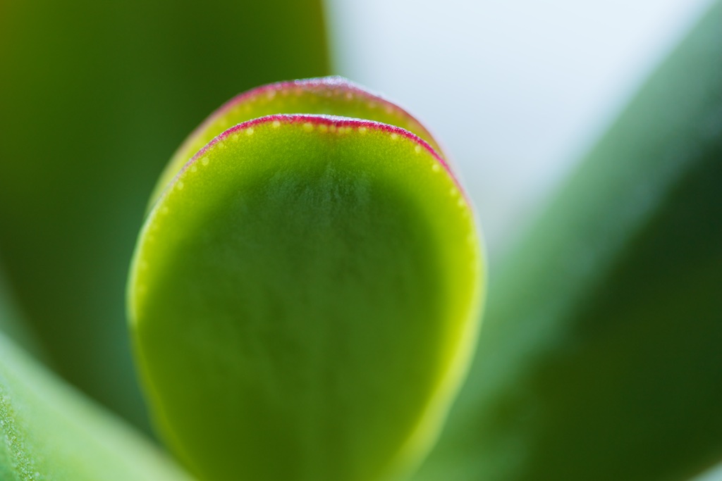 Jade