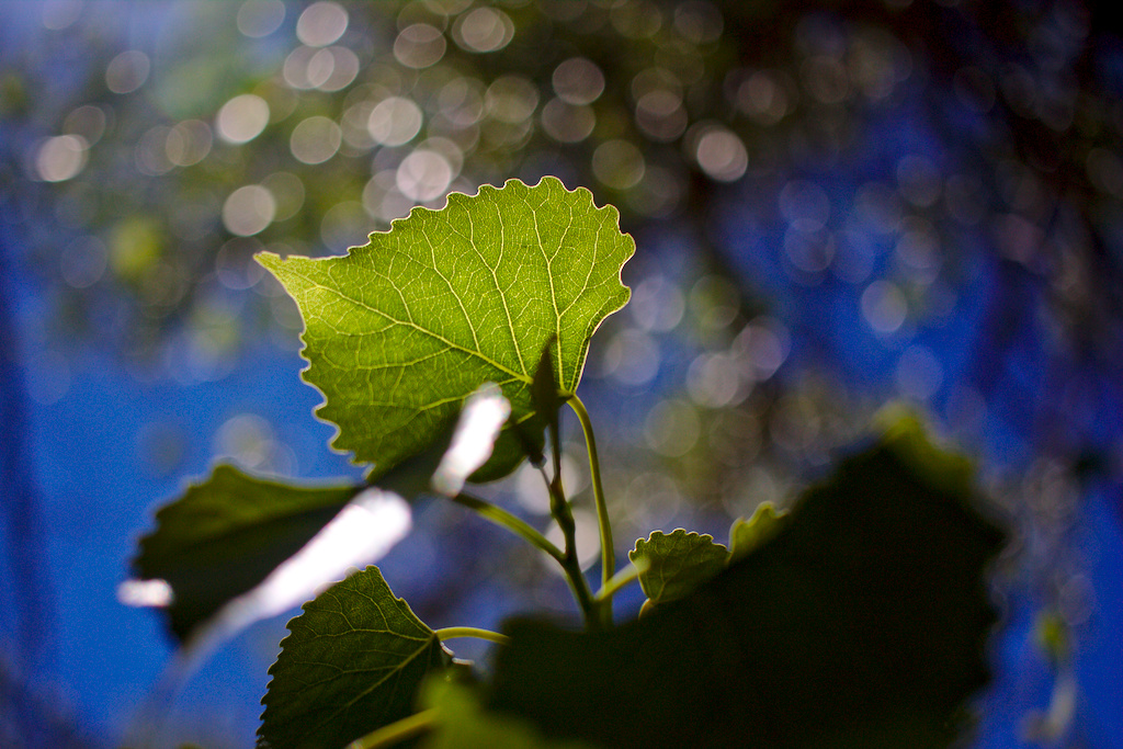 Leaf