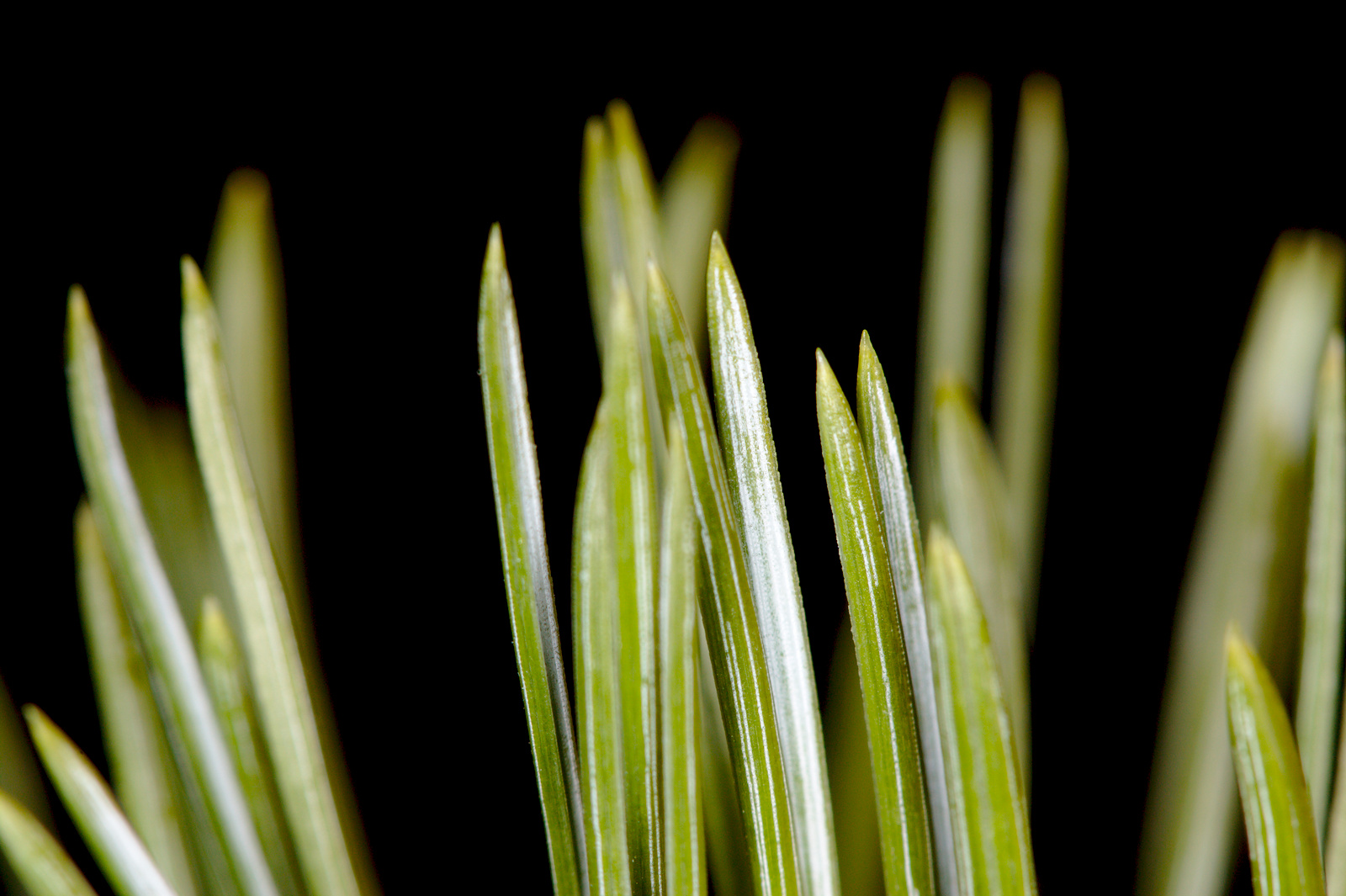 Needles