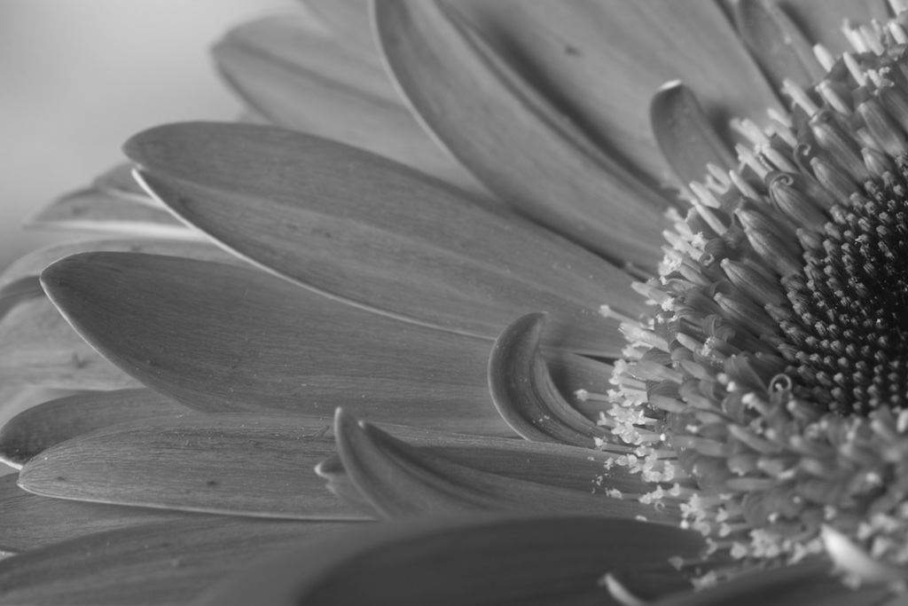 Petals