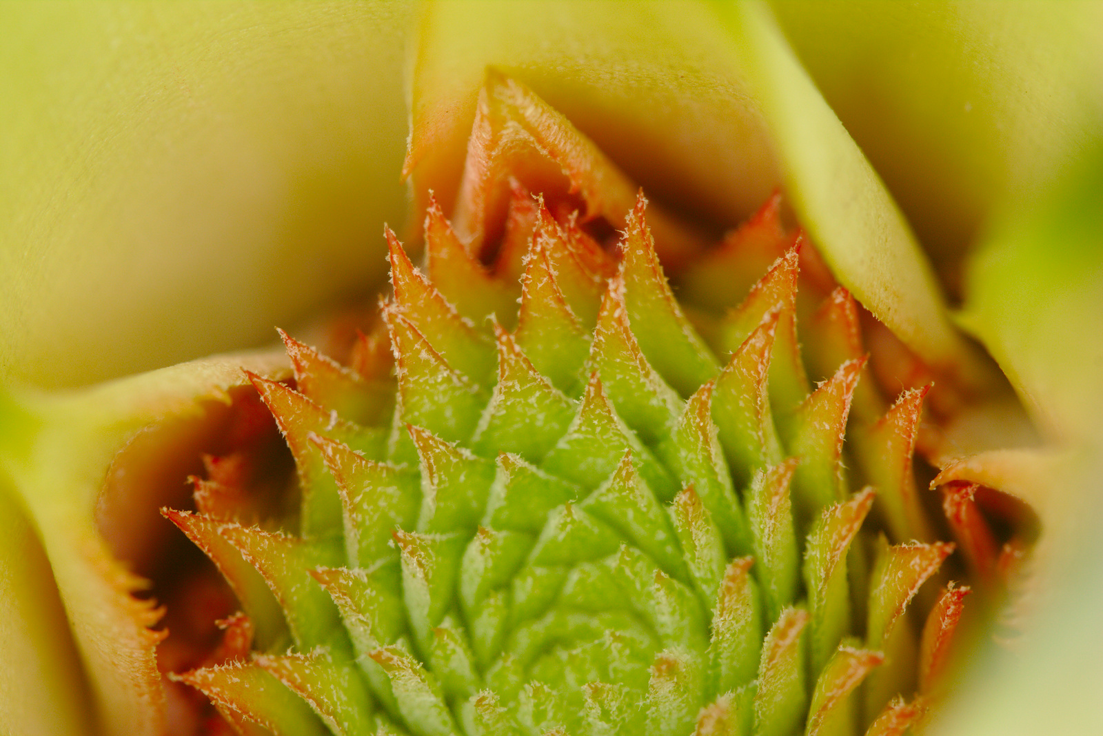 Pineapple