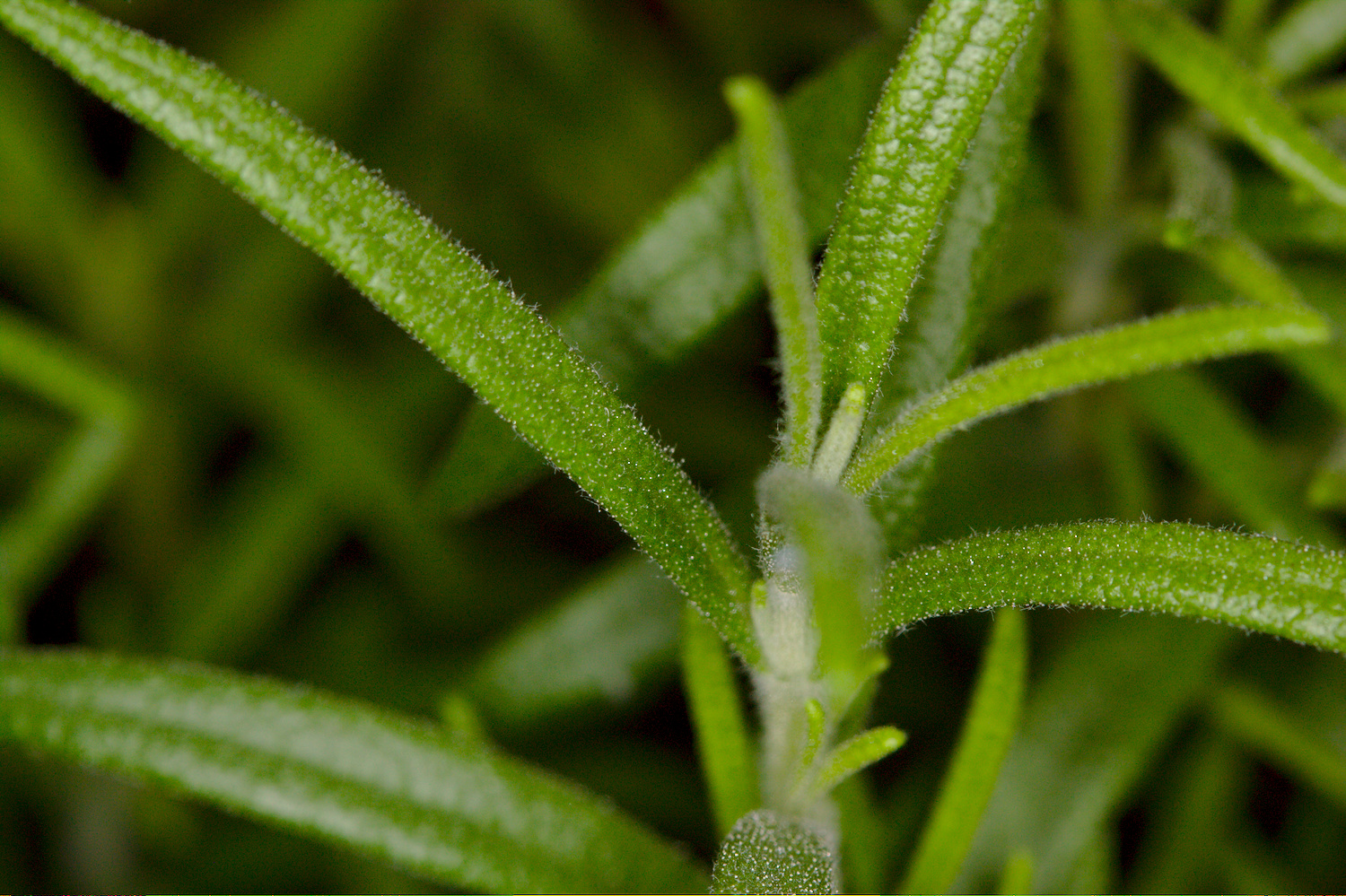 Rosemary