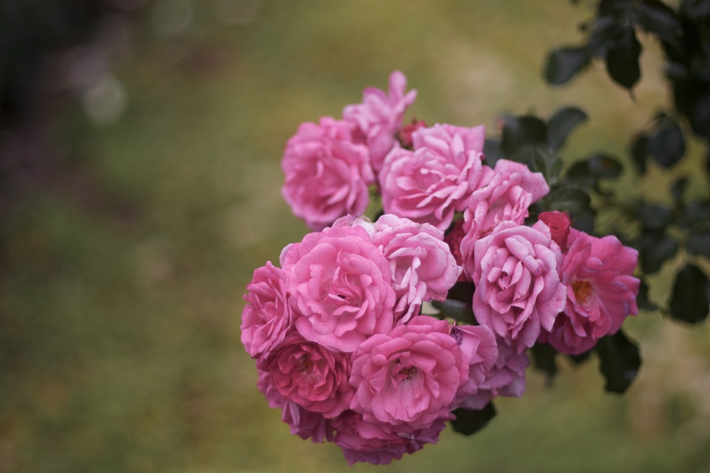 Roses