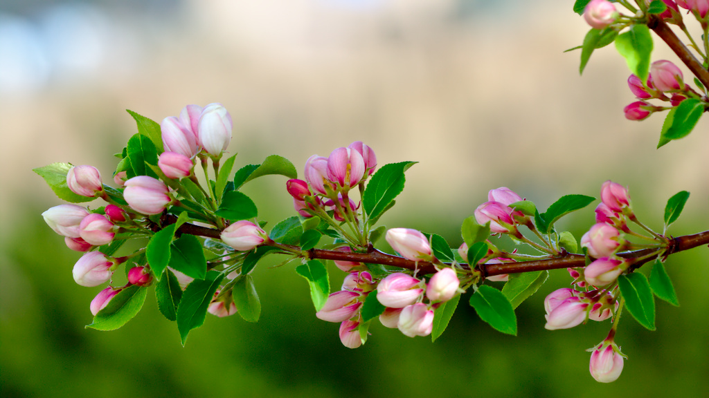 Spring
