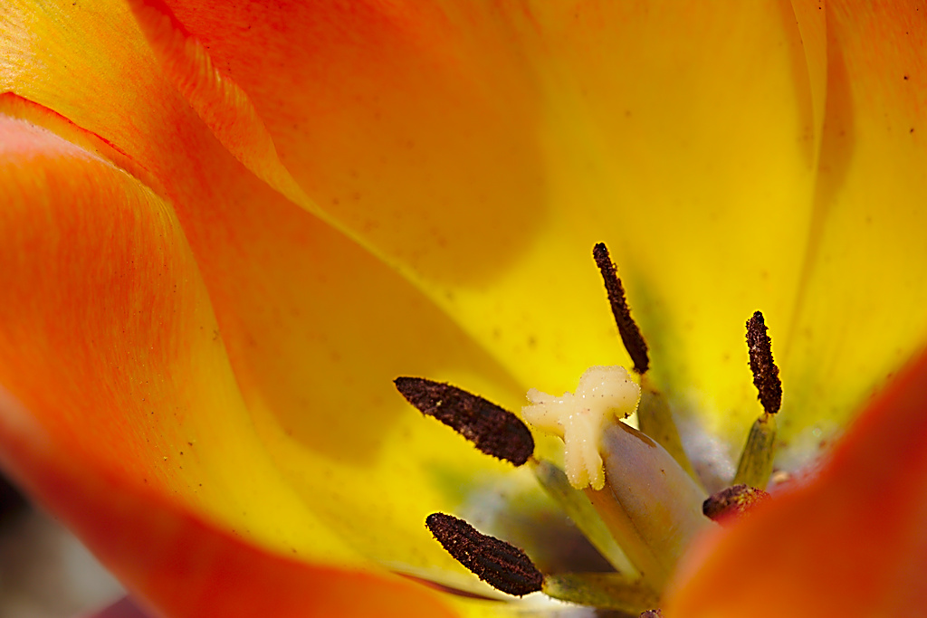 Tulip